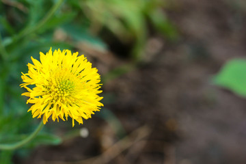 Colorful yellow chrysanthemum flower bloom in the farm.