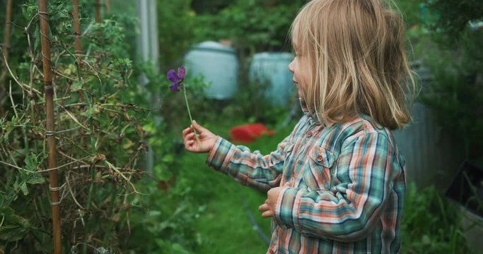 Preschooler picking flowers in vegetable garden