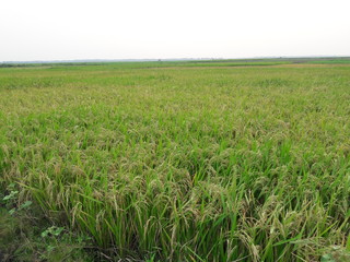 green paddy field