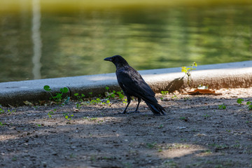 Crow near to the water