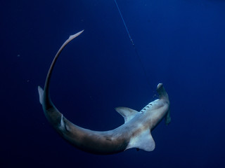 Hammerhead Shark
