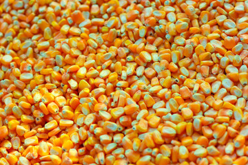 Close up of Dried corn seed