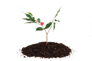 heart shape on the bough