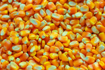 Close up of Dried corn seed