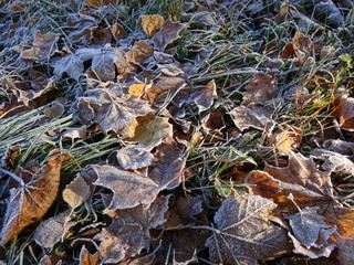 Autumn frost