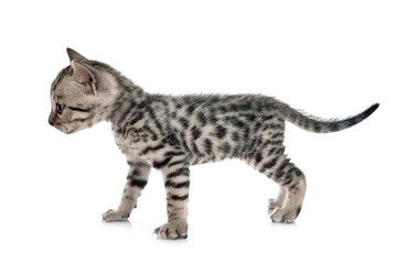 Naklejka premium bengal kitten in studio