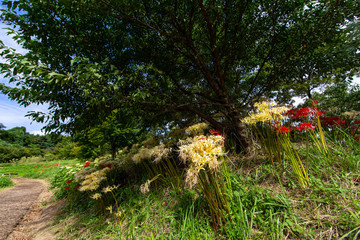 大きな樹木の周囲に咲く白い彼岸版
