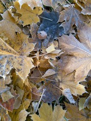 autumn leaves background