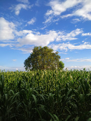Millet plants and tree on blue sky background with white clouds