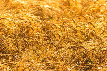 Sunrise in an agricultural field with golden ears of ripe rye covered with dew in the early...