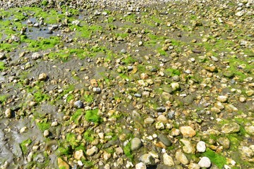 Pebbles and stones on the beach.