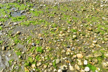 Pebbles and stones on the beach.