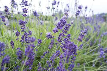 Beautiful blooming Lavender flowers herbs with green leaves. Closeup photo