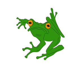 frog vector illustration, color drawing, vector