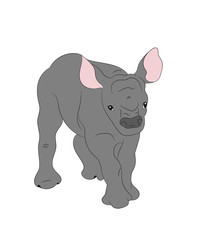 baby rhino vector illustration, color drawing, vector
