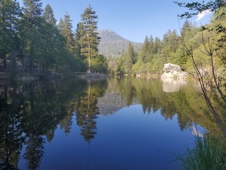 Fototapeta premium reflection of trees in the lake