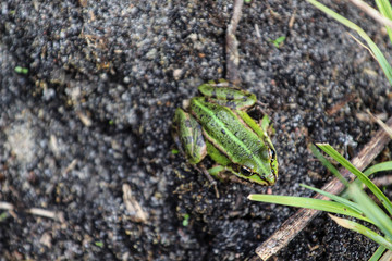 Zielona  Żaba w jeziorze