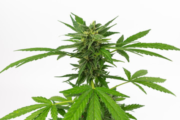 View of a CBD cannabis plant on white background
