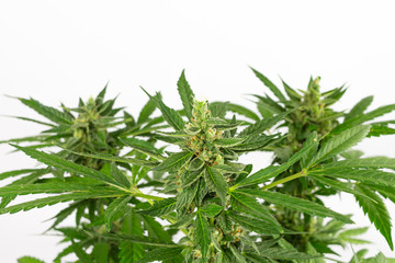 View of CBD cannabis plants on white background
