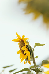 The field of sunflowers . Close-up photo of sunflower against a field. 