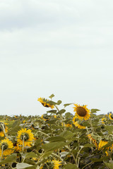 The sunflowers in the field. View of sunflowers field.
