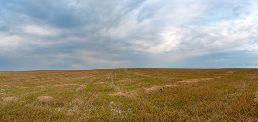 Fototapeta premium Summer Landscape with Wheat Field and Clouds