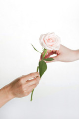 man giving woman a rose on white background
