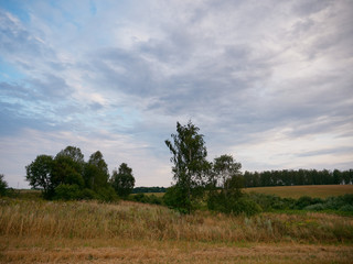 Summer Landscape with Wheat Field and Clouds