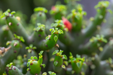 Green single tree and red flowers macro close-up，Euphorbia tirucalli Linn
