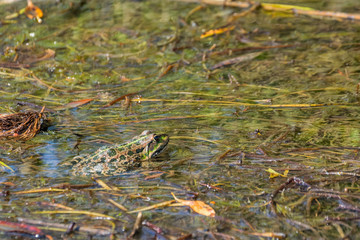 Frog lurking among  the seaweed