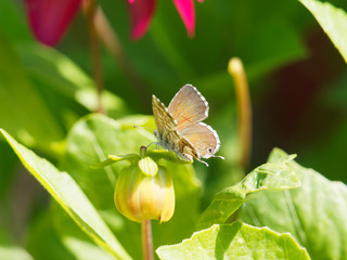 Cacyreus marshalli | Brun des pélargoniums ou lycène des géraniums, petit papillon aux ailes...