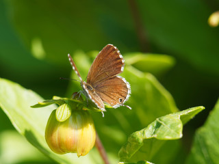 Cacyreus marshalli - Brun des pélargoniums - Lycène des géraniums - Argus des pélargoniums