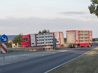 ein Tiertransporter bringt junge Schweine für die Aufzucht in einen Stall