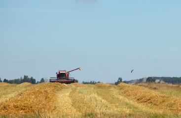 Fototapeta na wymiar harvesting grain crops in the field with combine harvesters