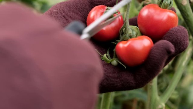 Farmercollect pick harvest of tomato cherry and put  to wooden basket. Red ripe organic tomatoes on the branch. Male handcut ripe tomatoes. Organic farming, vegetable garden