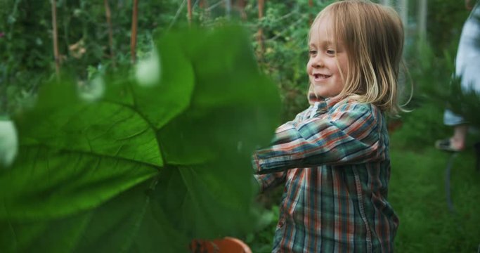 Preschooler playing with rhubarb leaf in garden