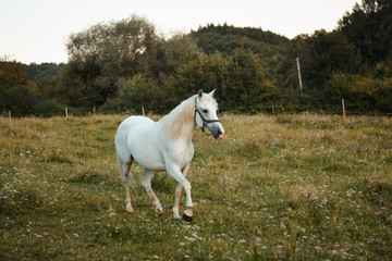 Beautiful white arabian horse mare running free on the meadow, pasture