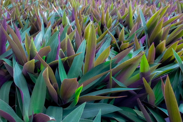 Oyster plant (Tradescantia spathacea). Closeup green and purple leaves of herbal plant in herb garden on sunny day. Ornamental plant in the park. Herb plantation concept. Green leaves with sunlight.