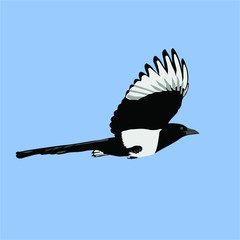 magpie in flight on a blue background