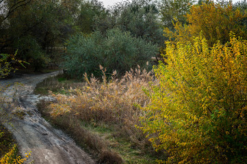 Dirt road along the river through the autumn grove.