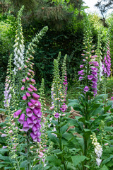 Fototapeta premium In front of the trees is a field with common foxglove or Digitalis purpurea with flowers in different colors in this beautiful garden near the village of Harkstede in Groningen