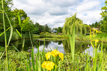 View of a small house behind this pond with reeds, blooming water lilies, yellow iris and many...
