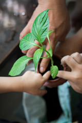 gardening activity at home, family activity growing plants.