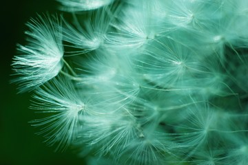 Abstract blured dandelion flower in trendy neo mint color
