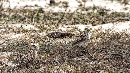 Yellow eyed owl portrait in brasil