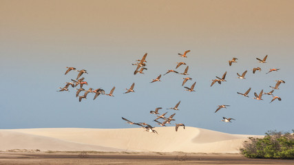group of red ibises in the skies of the lencois maranhense