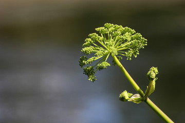 Zielona roślina © Anastasiia