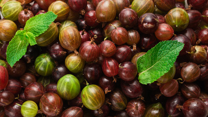 Gooseberry  as a background. Top view.