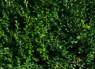 Fototapeta na wymiar green leaf, tiny green leaf, natural green background, hard sunlight, background