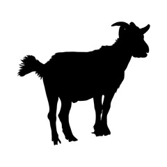 Goat (Capra Aegagrus Hircus) Silhouette Found In West Asia And Eastern Europe
